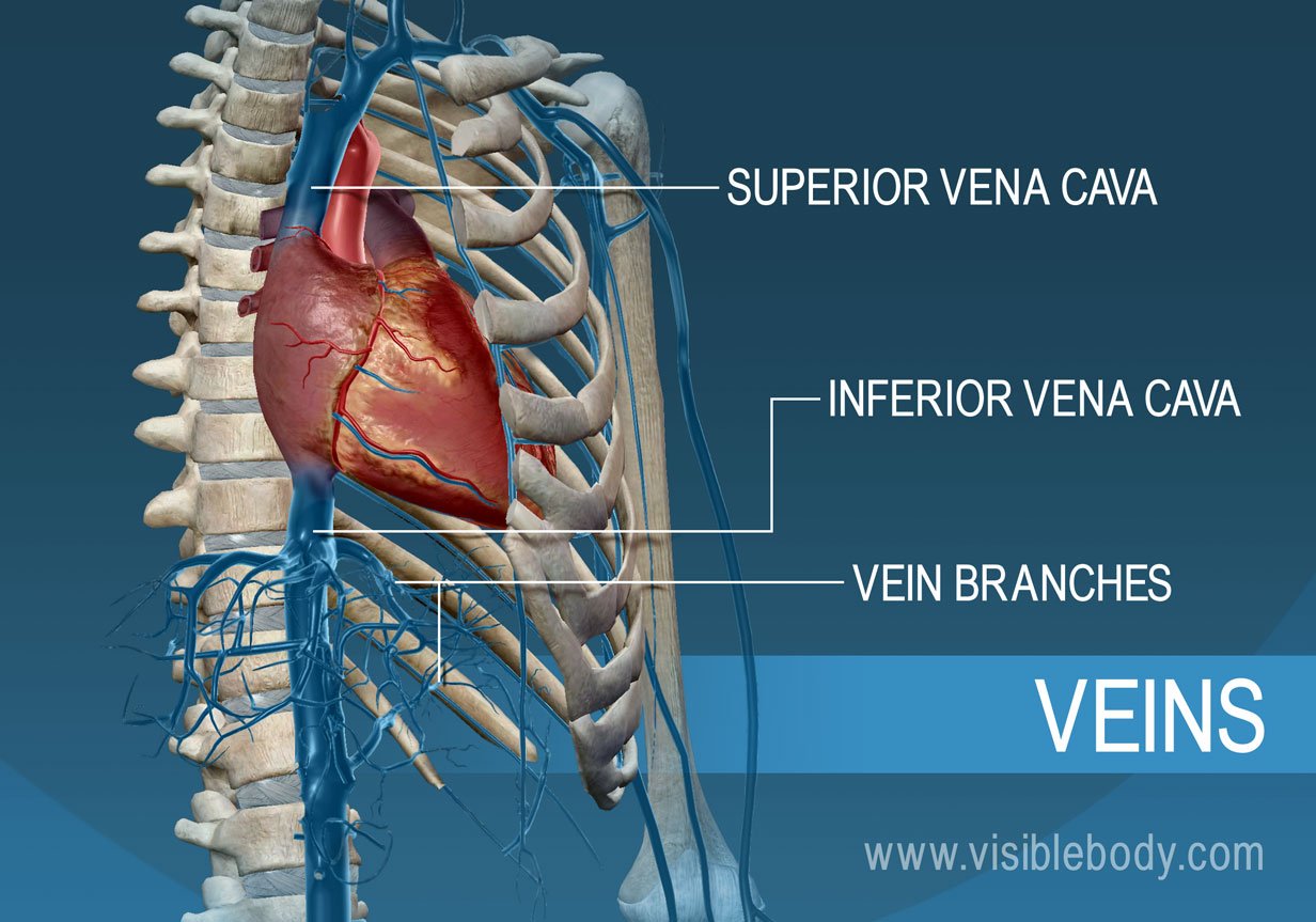 Blood Vessels Circulatory Anatomy