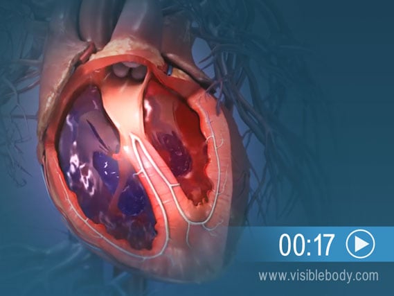 Haga clic para reproducir una animación del corazón durante el ciclo cardíaco