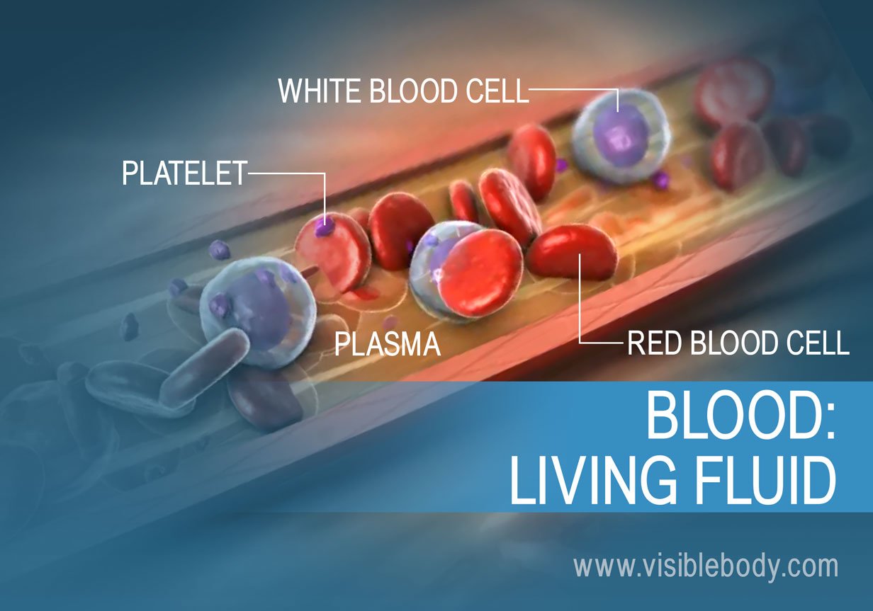 The composition and function of blood in the human body