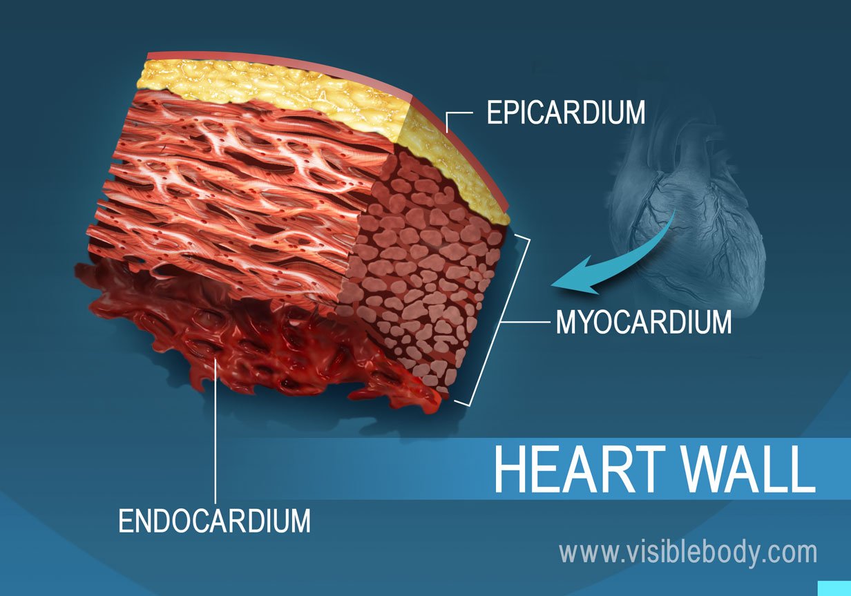 A cross section of the heart wall