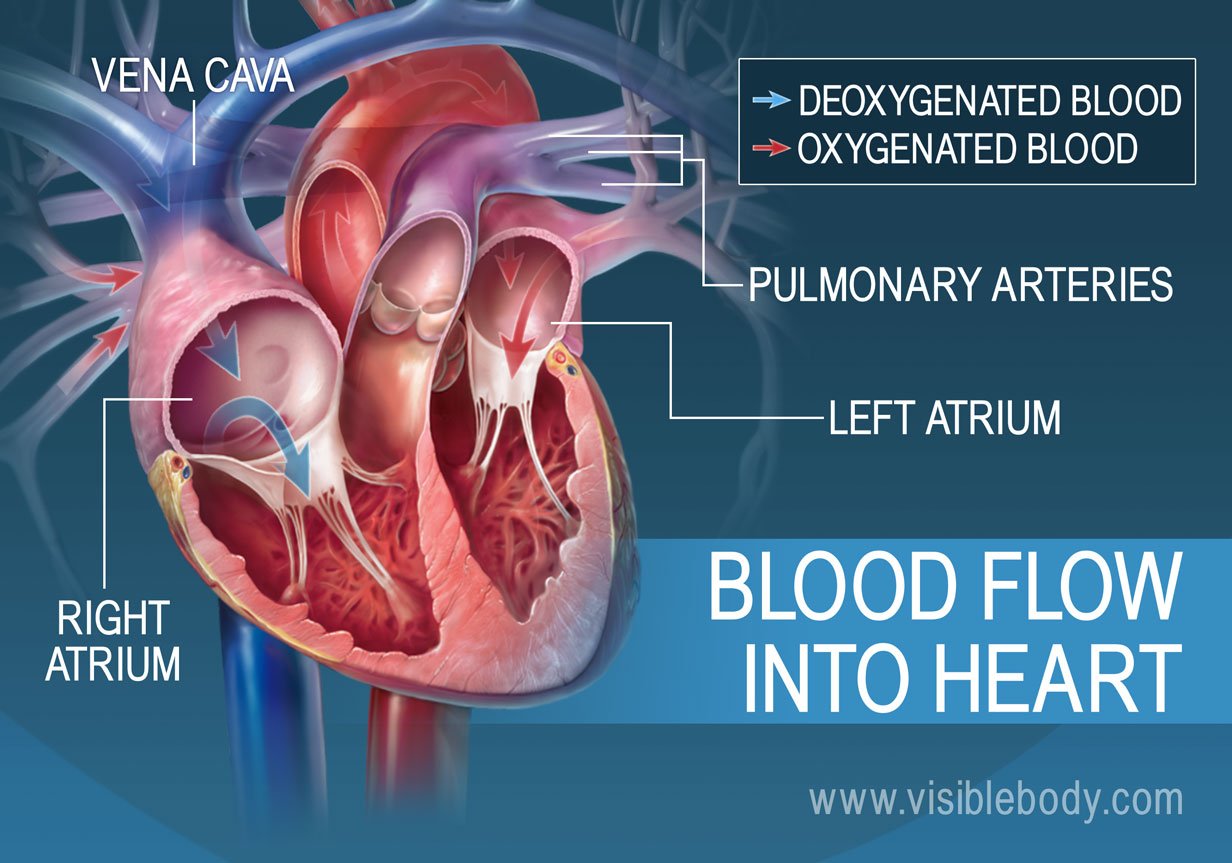 The atria pump blood into the heart