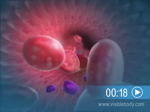 Click to play an animation of the role of blood in respiration