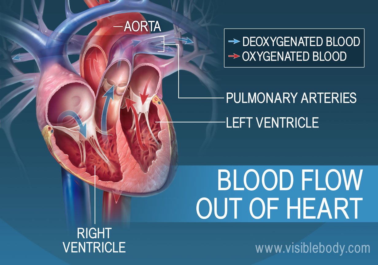 The left and right ventricles pump blood out of the heart