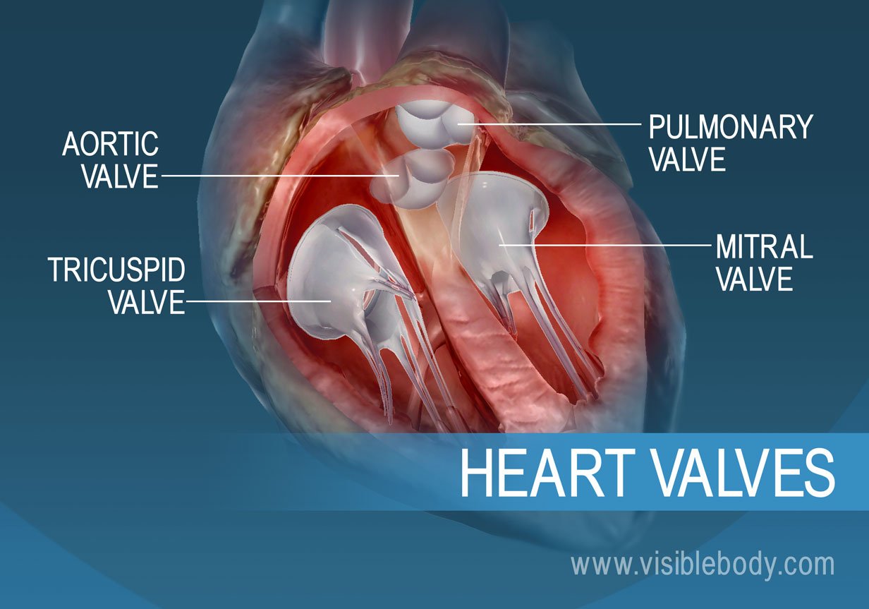 The 4 valves of the human heart