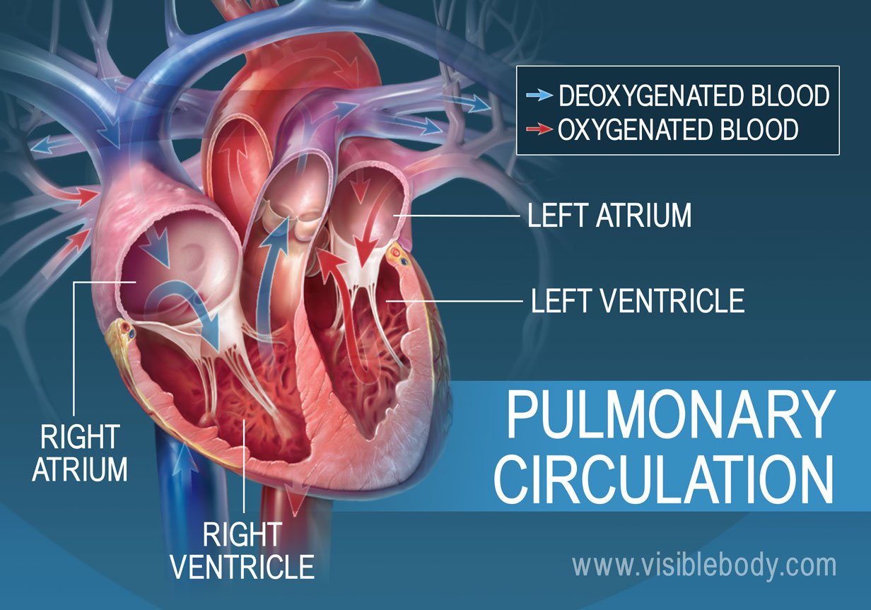 Circulation of oxygenated and deoxygenated blood through the atria of the heart