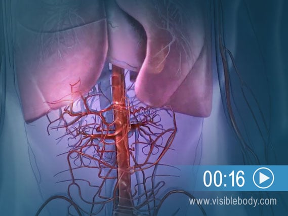 Pulmonary & Systemic Circulation | Circulatory Anatomy