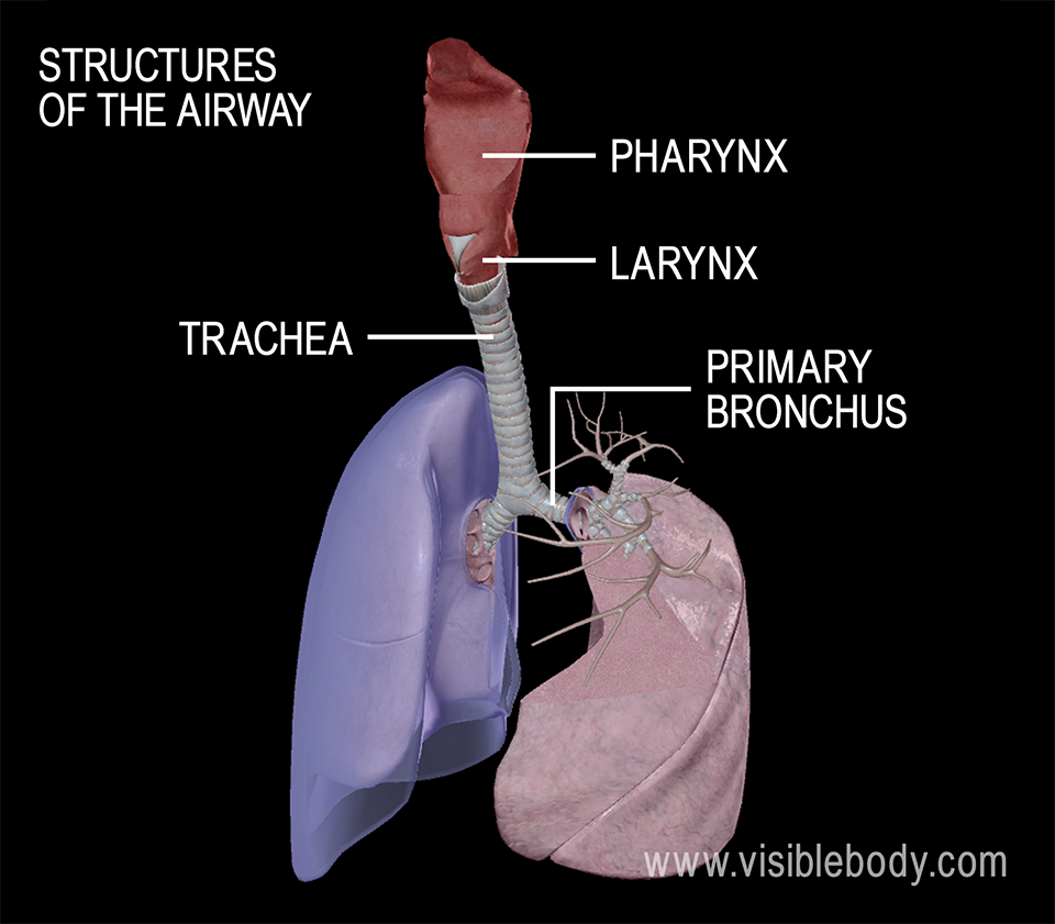 The pharynx, larynx, trachea, bronchi, and bronchioles allow air to flow to and from the lungs.