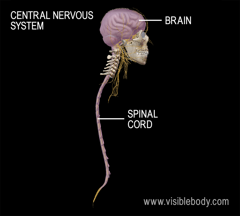 The brain and spinal cord make up the central nervous system.
