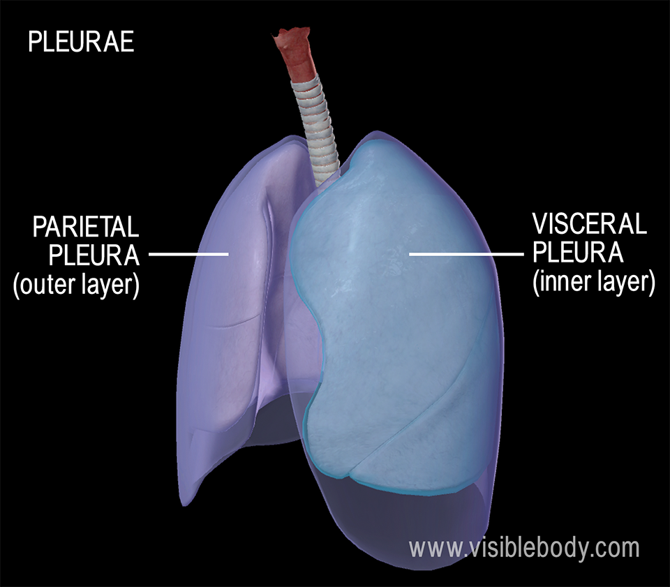 The pleurae are membranes that surround the lungs and help to exert pressure on them, helping them fill efficiently.