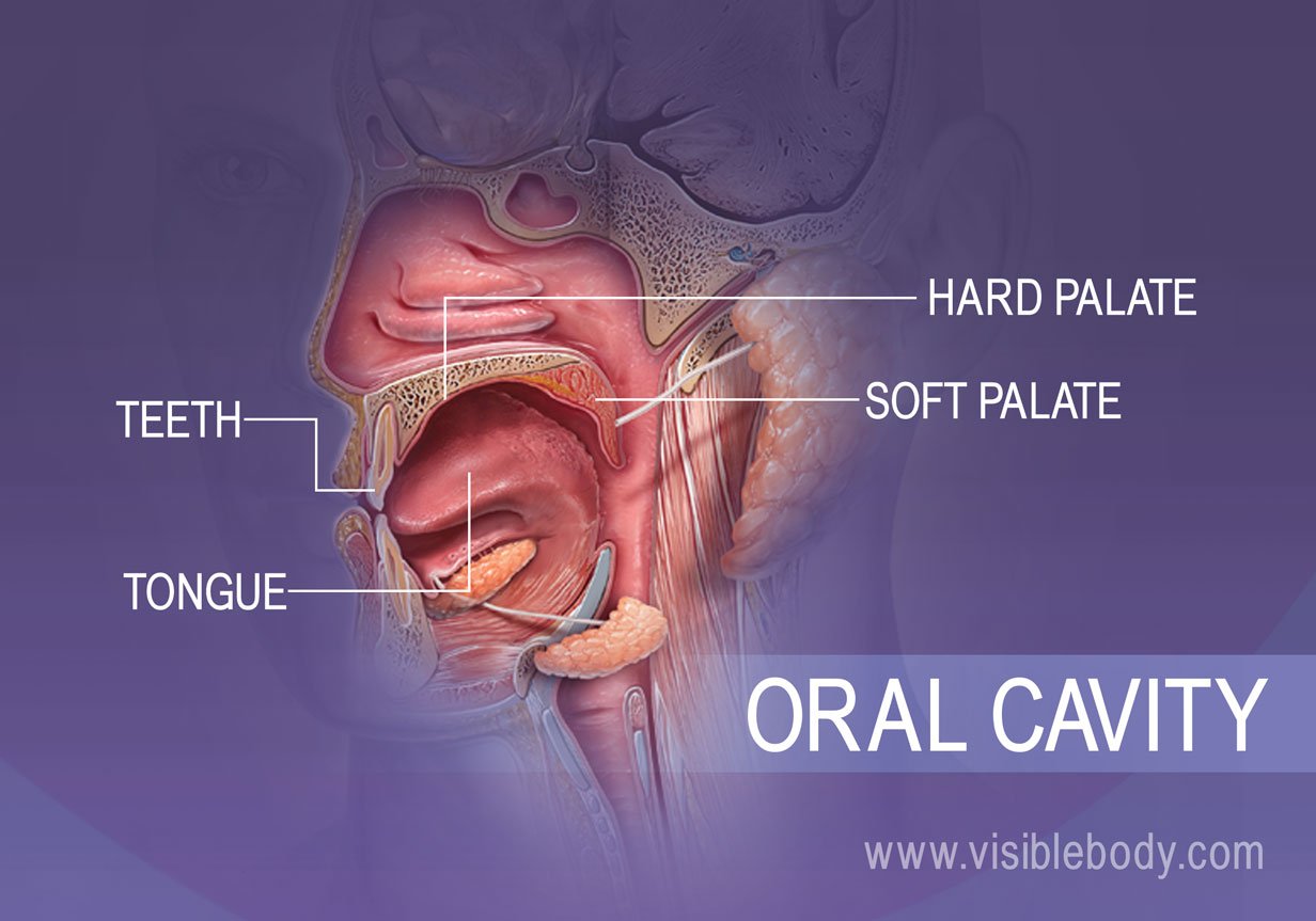 Profile view of the oral cavity showing the teeth, tongue, hard and soft palates