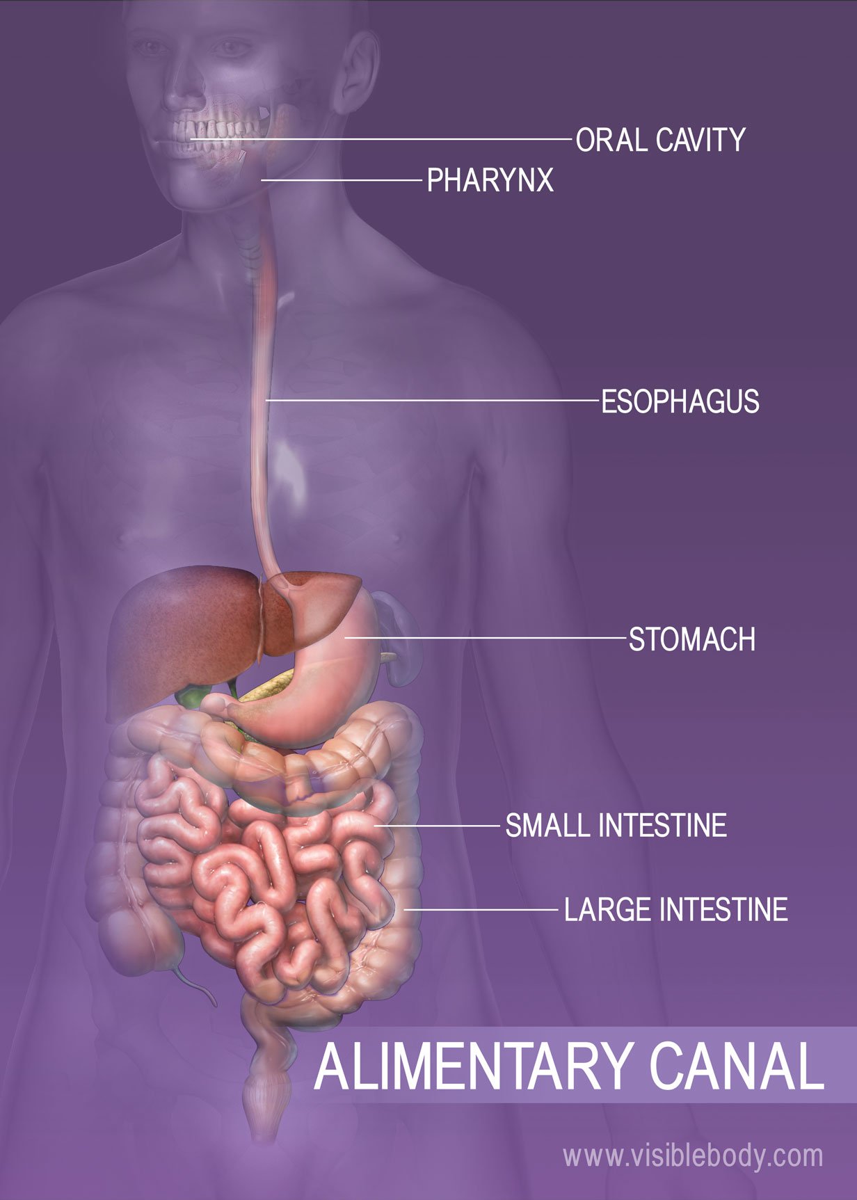 which gland is located behind the stomach