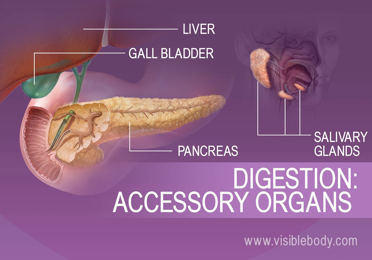 Accessory Organs