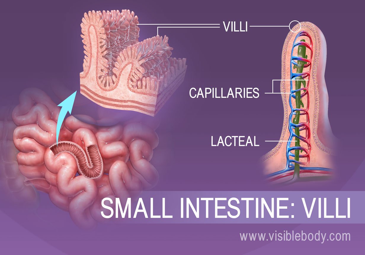 Visualisation rapprochée des villosités de l'intestin grêle