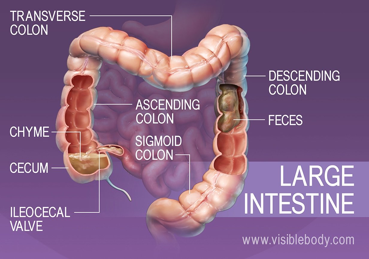 Los alimentos y el agua que pasan por el intestino grueso