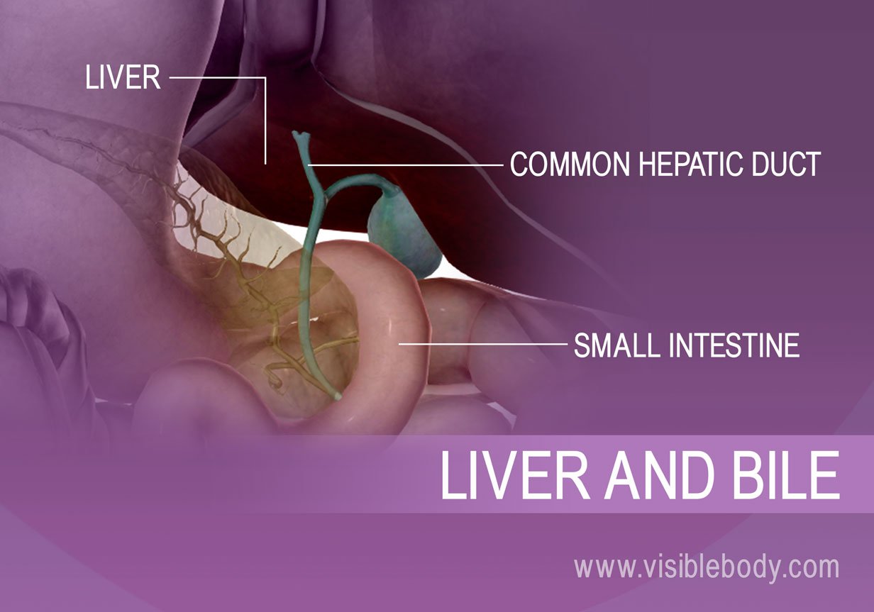 Bile secretion from the Gall bladder