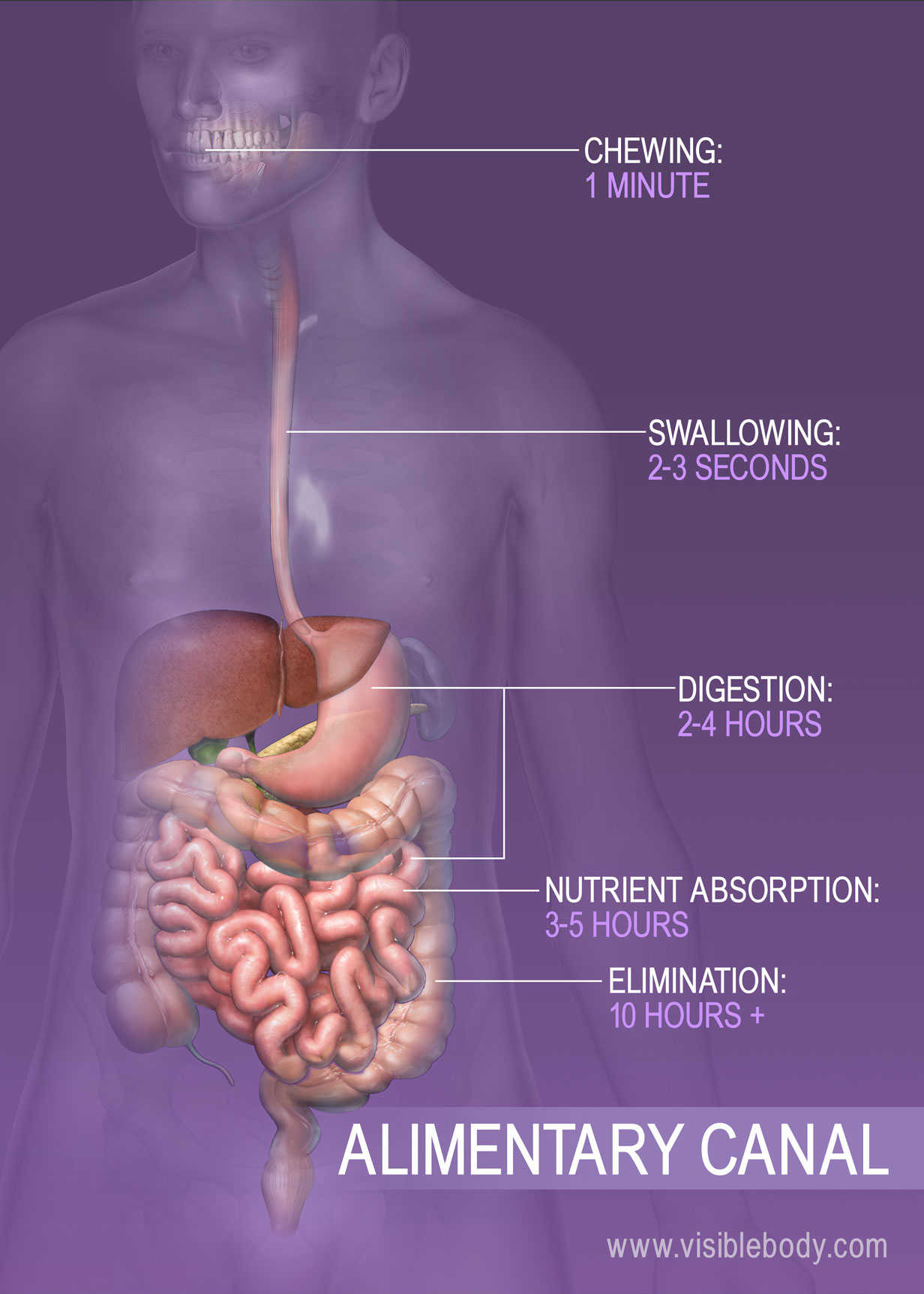 food travel through the small intestine