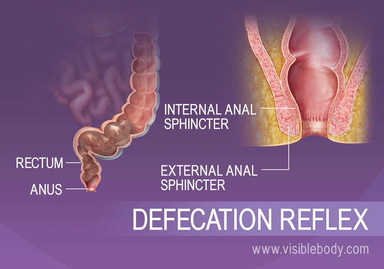 Excretion of waste from the human body