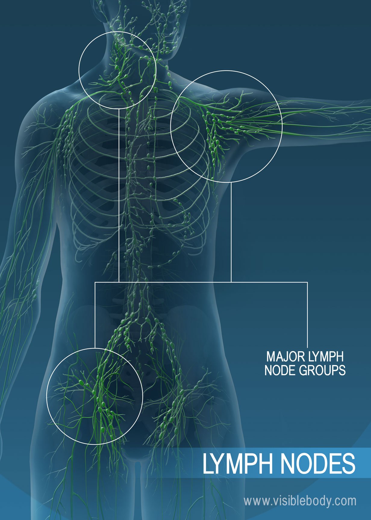 Back Of Neck Anatomy Glands The Lymphatics Of The Head Face And Neck