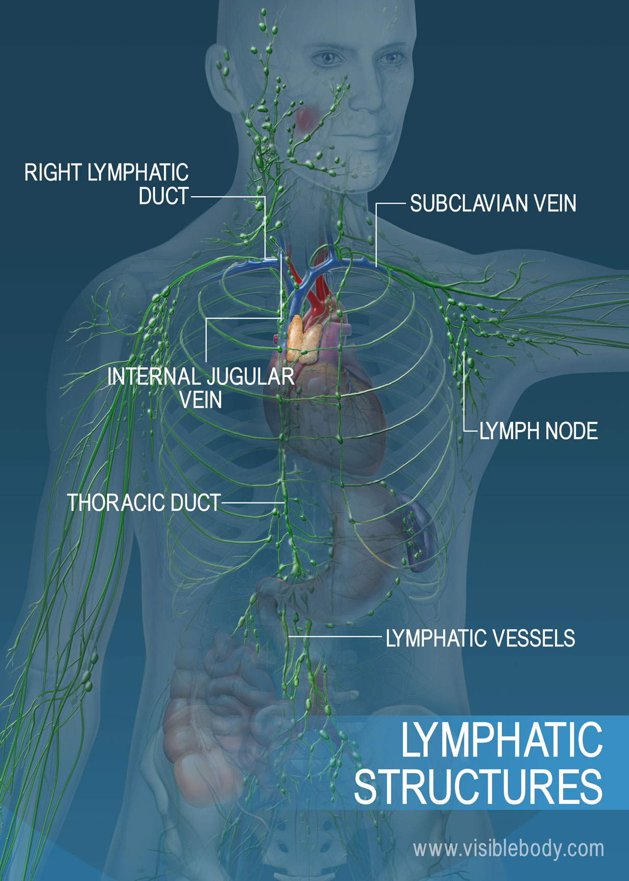 The Lymphatic Capillaries Are Quizlet