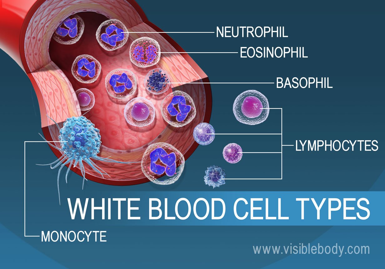 The different types of white blood cells in the blood stream