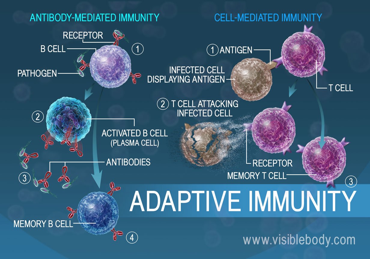 Antibody and cell mediated immunity are adaptive measures the body uses to fight pathogens