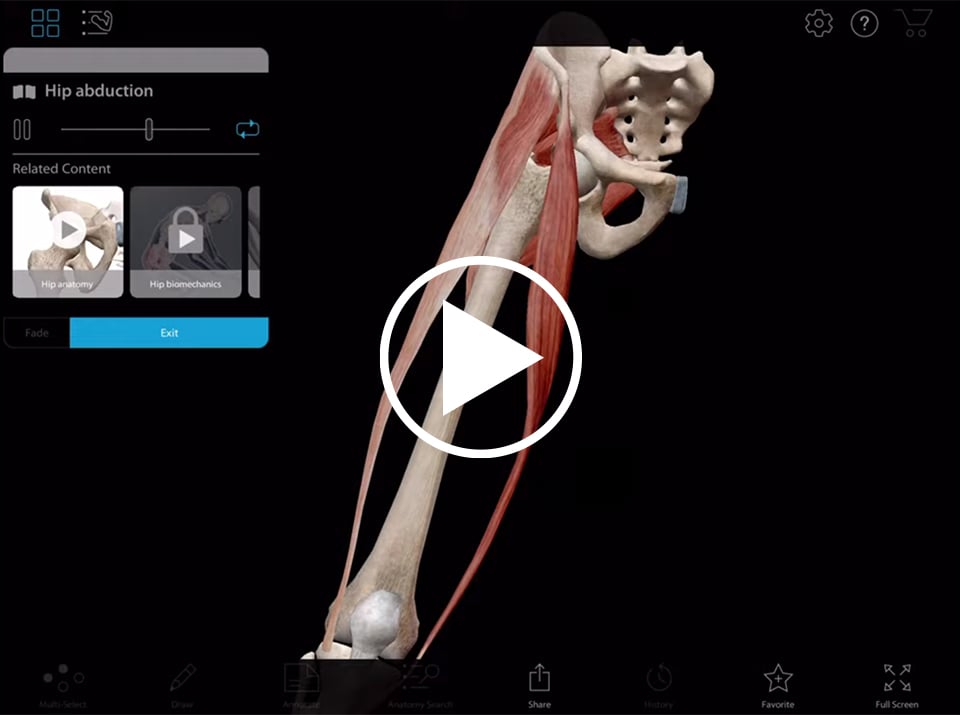 Animation du mouvement de la hanche présentée dans l'appli Muscle Premium de Visible Body