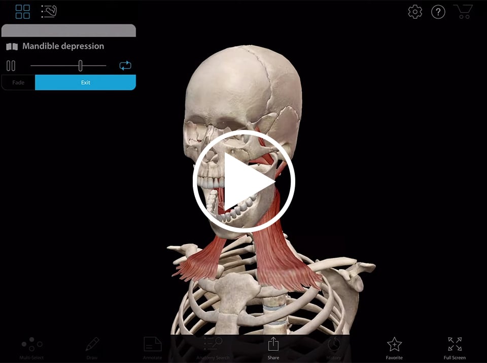 Animation de l'élévation de la mandibule présentée dans l'appli Muscle Premium de Visible Body