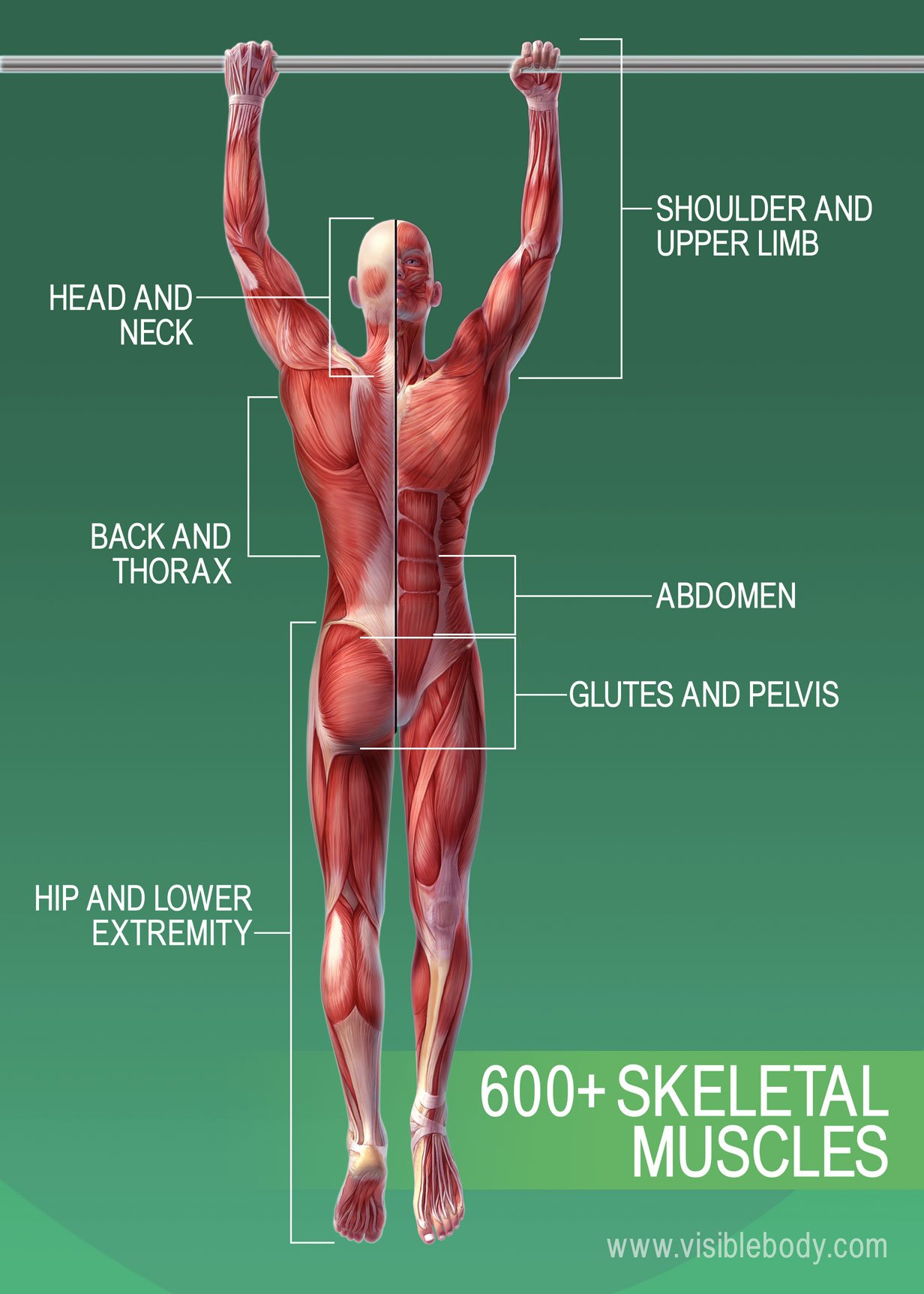 Muscles of the Human Body 600+ Skeletal-Muscles