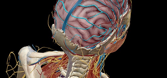 anatomy and physiology of human brain pdf