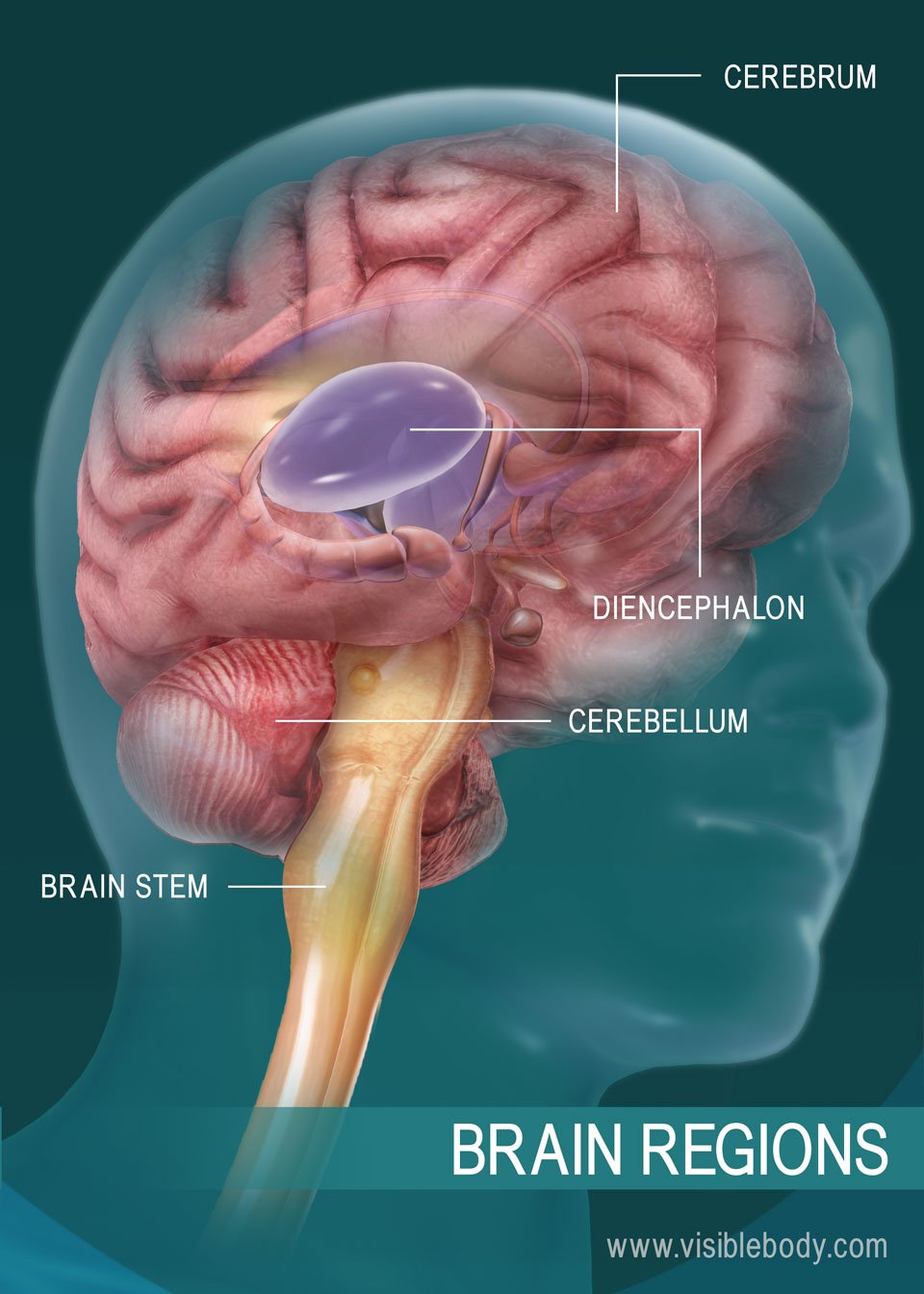 A diagram of regions of the brain