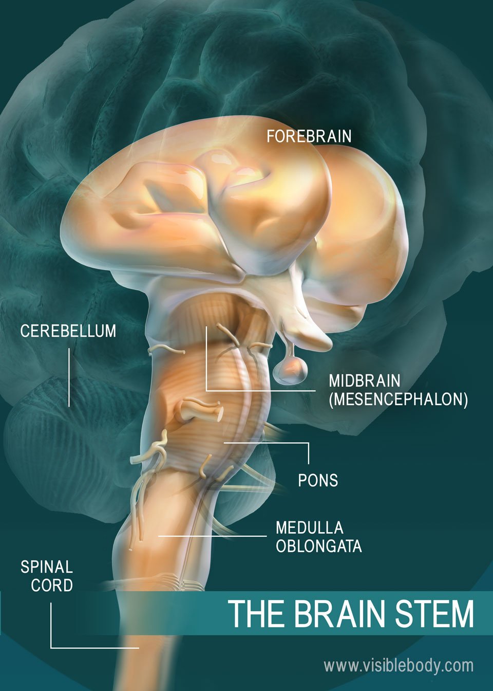 A diagram of the parts of the brain stem