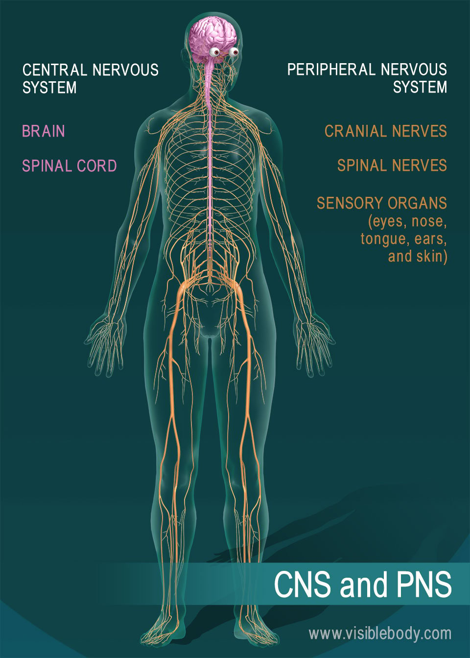 zenuwstelsel