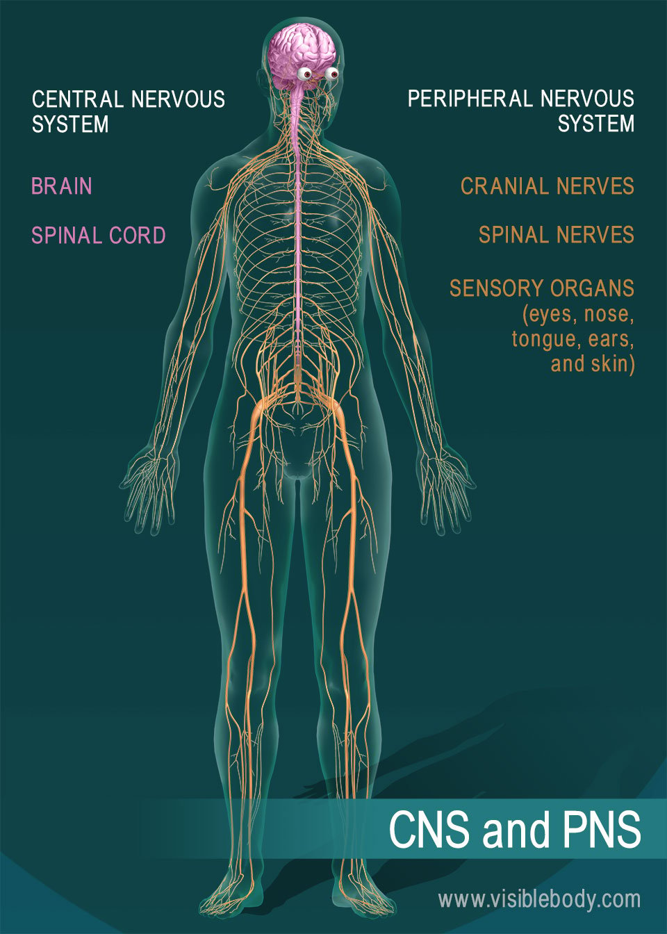 3 parts of a nerve cell