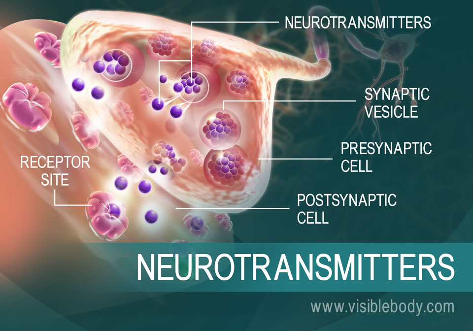 . Chemical Signals: Neurons Transmit Information Through Neurotransmitters