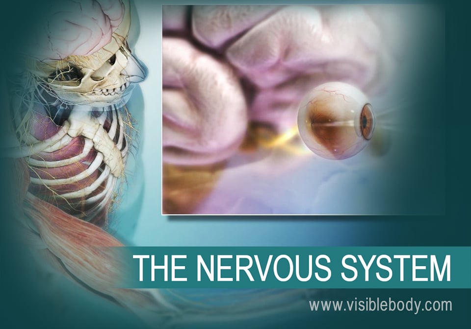 The brain and spinal cord make up the central nervous system (CNS). The cranial nerves, spinal nerves, and sensory organs make up the peripheral nervous system (PNS).