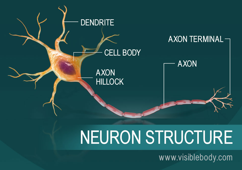 A diagram of the structure of a neuron