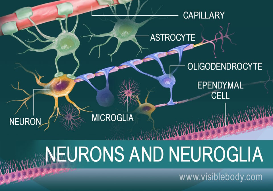 A diagram of a neuron and some types of neuroglia