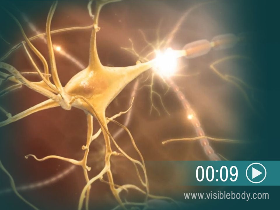 Visualisez un aperçu du fonctionnement des neurotransmetteurs