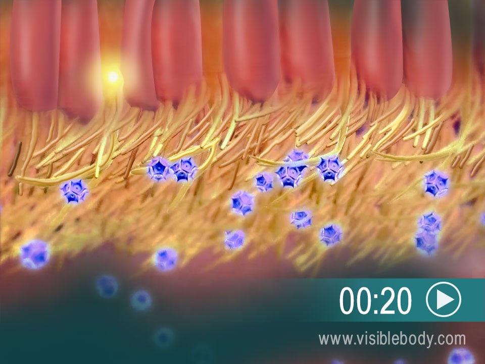 Cliquez ici pour obtenir une description animée du fonctionnement de l'olfaction