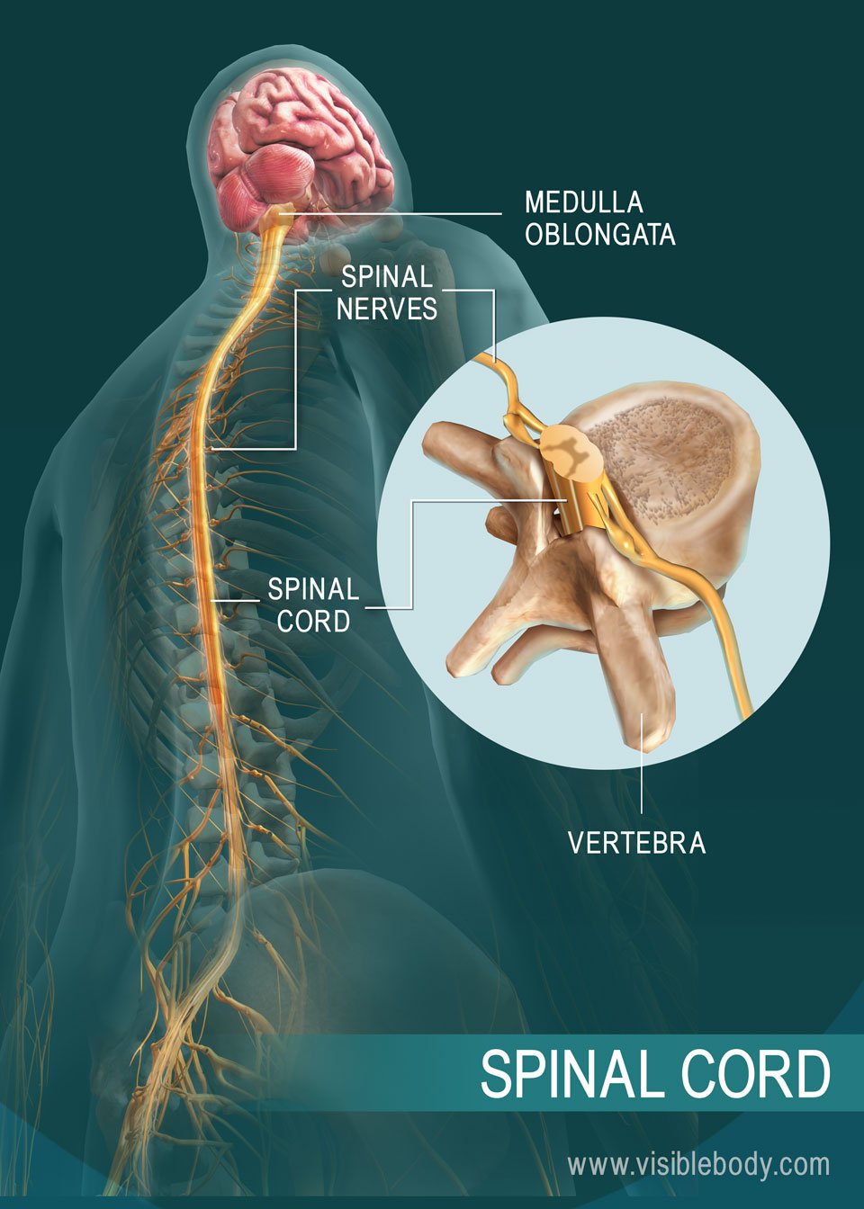 signals travel down the spinal cord to the muscles