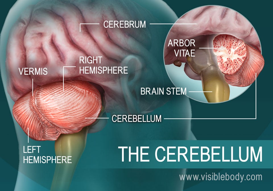 A diagram of the parts of the cerebellum