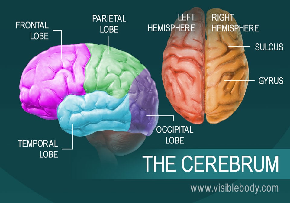 parts of the human brain and functions