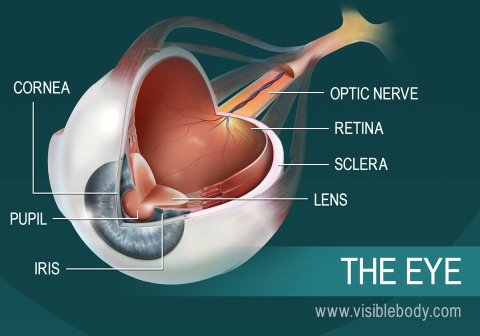 A cross-section diagram of the eye