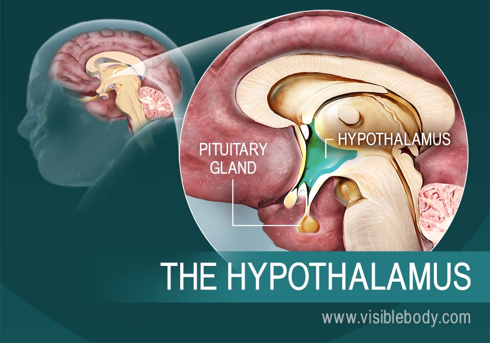 The hypothalamus and its position in the brain