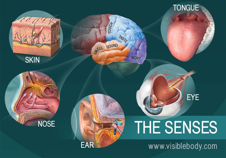 How Do Our Senses Work  