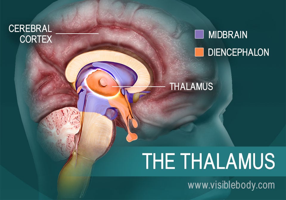 The Human Brain