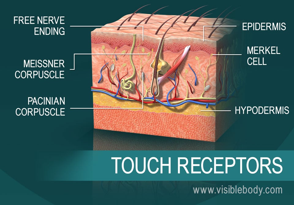 A cross-section of the skin showing touch receptors