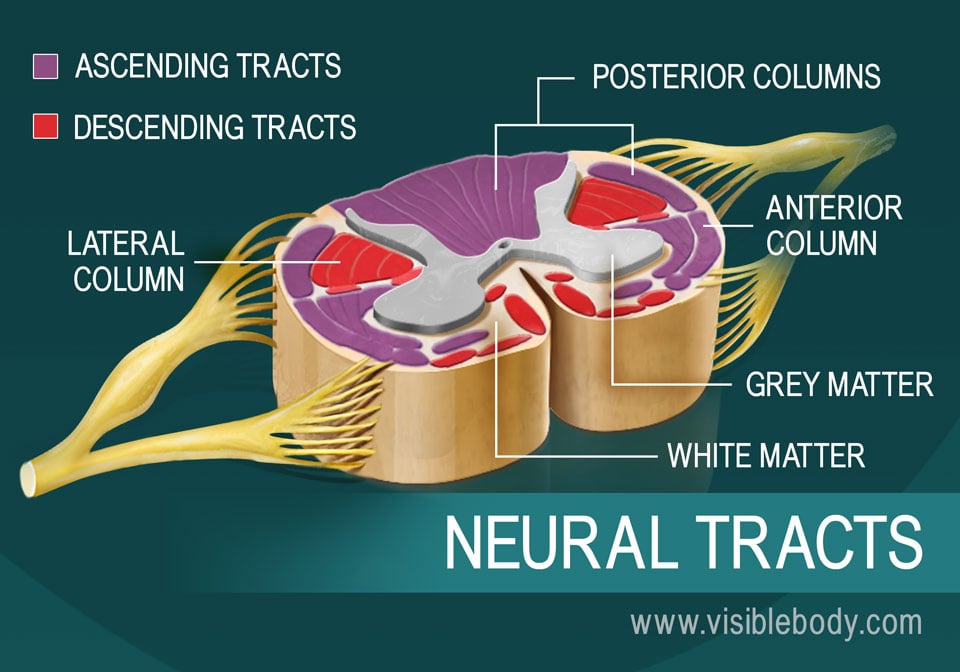 A diagram of neural tracts in the spinal cord