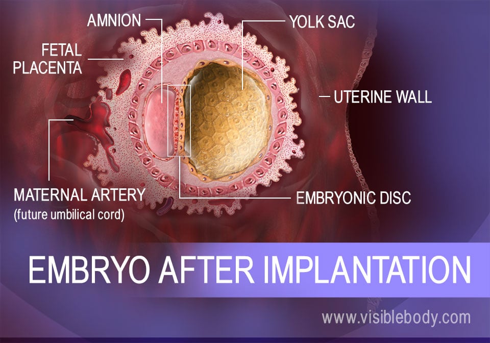 Embryonic structures in the womb