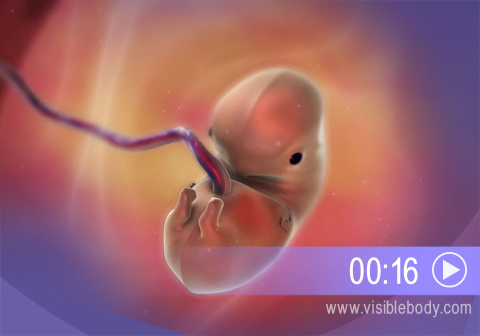 Klicken Sie, um eine Animation der Entwicklung des Embryos abzuspielen